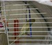 Изображение в Домашние животные Птички продам попугаев,возможно с клеткой. в Кирове 500