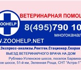 Foto в Домашние животные Услуги для животных Сеть ветеринарных клиник ZooHelp расположена в Москве 10