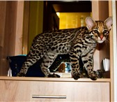 Продаются котята оцелота, 2439733 Экзотическая короткошерстная фото в Беломорск