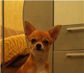 Фото в Домашние животные Вязка собак О себе: возраст-1 год, окрас рыжий, мини,вес в Челябинске 1 000
