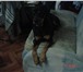 Изображение в Домашние животные Вязка собак кобель 2 года и 3 месяца породы ротвейлер в Москве 1 500