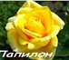 Фото в Домашние животные Растения Продам саженцы садовых роз. Чайно-гибридные, в Красноярске 130