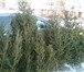 Фото в Прочее,  разное Разное САМЫЕ ПУШИСТЫЕ ЕЛОЧКИ! ДОСТАВКА!Пушистые, в Красноярске 500