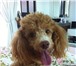 Foto в Домашние животные Вязка собак Карликовой светло-рыжий с белым пудель 2,5 в Хабаровске 0
