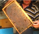 Изображение в Прочее,  разное Разное Продаю          мед              цветочный в Липецке 0