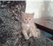 Изображение в Домашние животные Потерянные Потерялся рыжий пушистый котенок (кошечка), в Южноуральске 1 000