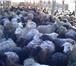 Фотография в Домашние животные Другие животные Овцы,  стадо 300голов стоимостью 6600000, в Челябинске 0