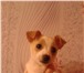 Изображение в Домашние животные Отдам даром Отдадим в добрые руки щенка, девочку от маленькой в Комсомольск-на-Амуре 0