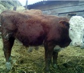 Фотография в Домашние животные Другие животные Реализуем бычков от 1 головы породы Герефорд. в Москве 165