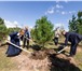 Изображение в Строительство и ремонт Ландшафтный дизайн Сибирский Кедр вечнозеленое хвойное дерево в Красноярске 500