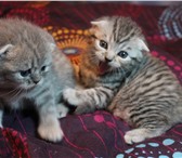 Фото в Домашние животные Другие животные Вислоухие чистокровные шотландские котята в Старом Осколе 5 500