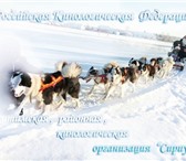 Foto в Развлечения и досуг Организация праздников Упряжка ездовых якутских лаяк прокатит вас в Искитим 100