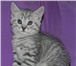 Питомник «Хелен-Айс» предлагает котят породы шотландская прямоухая и вислоухая (скоттиш страйт, 69048  фото в Москве