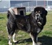 Фото в Домашние животные Вязка собак Предлагается для вязки кобель тибетского в Барнауле 100