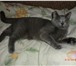Фото в Домашние животные Вязка мой кот хороший добрый ухожаный что бы плучились в Павловский Посад 1 000