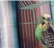 Продаю волнистого попугая,зелёно-жёлто-ч