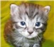 Питомник «Рысенок» продает котят Курильского бобтейла, Курильский бобтейлы – прелестные и необыкнов 68954  фото в Санкт-Петербурге