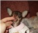 Изображение в Домашние животные Вязка собак Той-терьера кобеля с отличной родословной в Твери 0