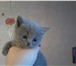 Foto в Домашние животные Услуги для животных Вязка с Шотландским Прямоухим Опытным котом в Москве 2 000