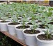 Фото в Домашние животные Растения Отличная рассада цветов и овощей для балконов, в Набережных Челнах 8