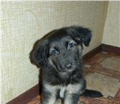 Фотография в Домашние животные Отдам даром Ищет дом очаровательный и очень умный щенок! в Воркута 5