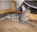Продам бенгальского кота 840421 Бенгальская фото в Екатеринбурге