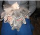 Продам пушистых котят  от персидской кош