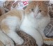 Фотография в  Отдам даром-приму в дар ласковый котенок ищет дом.возраст около 4х в Красноярске 1