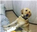 Фотография в Домашние животные Вязка собак Палевый Лабрадор, 2 года 8 месяцев, ищет в Таганроге 1 000