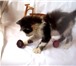 Фото в Домашние животные Отдам даром 5 котят - 2 месяцев, 4 мальчика и 1 девочка. в Курске 0