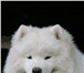 Предлагаем очаровательных щенков породы САМОЕД(средняя собака) от титулованных производителей(с кра 65745  фото в Ханты-Мансийск