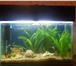 Изображение в Домашние животные Рыбки продам аквариум на 20 литров с рыбками,с в Курске 5 000