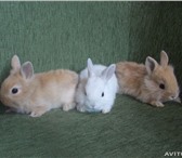 Фото в Домашние животные Грызуны Продаются декоративные кролики карликовой в Таганроге 500