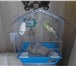 Foto в Домашние животные Птички Продам попугаев: мальчик-голубой ,девочка- в Йошкар-Оле 1 500