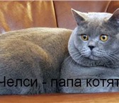 Питомник Magic Creature предлагает к продаже чистопородных котят породы британская короткошерстна 69640  фото в Екатеринбурге