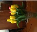 Foto в Домашние животные Растения Предлагаем тюльпаны оптом Экстра класса к в Красноярске 29
