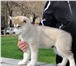 Foto в Домашние животные Вязка собак Продается щенок сиб/хаскиЦвет серо белыйВозраст в Москве 18 000
