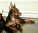 Фотография в Домашние животные Вязка собак Кобель 3 года ищет подругу. в Сочи 2 000
