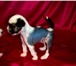Предлагаем высокопородных щенков китайской хохлатой собачки от родителей, проверенных по потомству 65524  фото в Москве