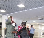Foto в Домашние животные Вязка собак Предлагается для вязки кобель добермана с в Санкт-Петербурге 30 000