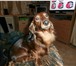 Фотография в Домашние животные Вязка собак мальчик породы карликовая длинношерстная в Кирове 0