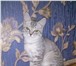 Продаю шотландских котят 1178128 Скоттиш страйт фото в Саратове