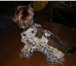 Изображение в Домашние животные Товары для животных Шью   вяжу оригинальные вещи на собачек мелких в Дубна 500