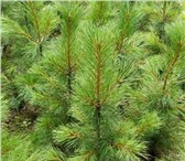 Foto в Строительство и ремонт Ландшафтный дизайн Продаются саженцы кедра сибирского (Pinus в Москве 5 000