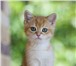 Британские котята окраса золотая шиншилла 2058243 Британская короткошерстная фото в Москве