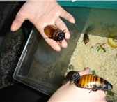 Фото в Домашние животные Другие животные Продаются мадагаскарские шипящие тараканы. в Нижнекамске 250