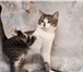 Изображение в Домашние животные Отдам даром Ищем дом и хозяев котенку Чипсику! Котенок в Москве 0