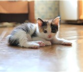 Фото в Домашние животные Отдам даром отдаются красивые, воспитанные котятки 1 в Красноярске 0