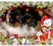 Йоркширские терьеры,  щенки с доставкой 3892508 Йоркширский терьер фото в Нижневартовске