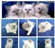 Котики породы Рэгдолл ищут новый дом.Бик